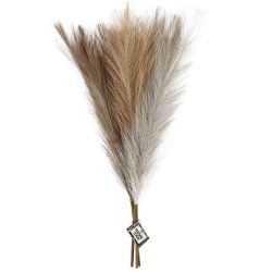 Pampasgras, L: 50 cm, licht beige, lichtbruin, lichtgrijs, 3 stuk/ 1 bol