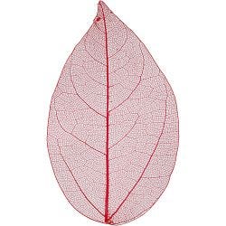 Skeleton leaves 