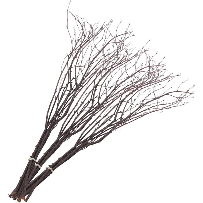 Berkentakken, L: 50-60 cm, 2x10736648 stuk/ 1 doos
