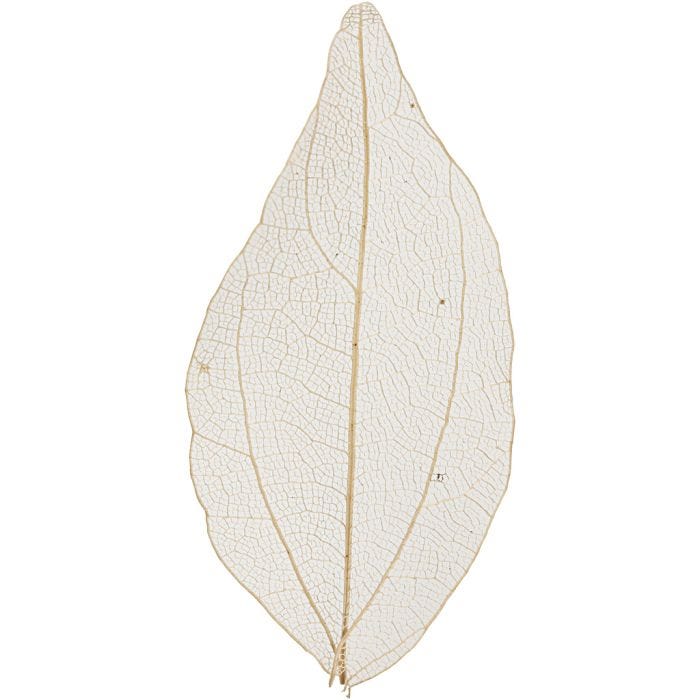 Skeleton leaves , L: 4,5-8 cm, naturel, 20 stuk/ 1 doos