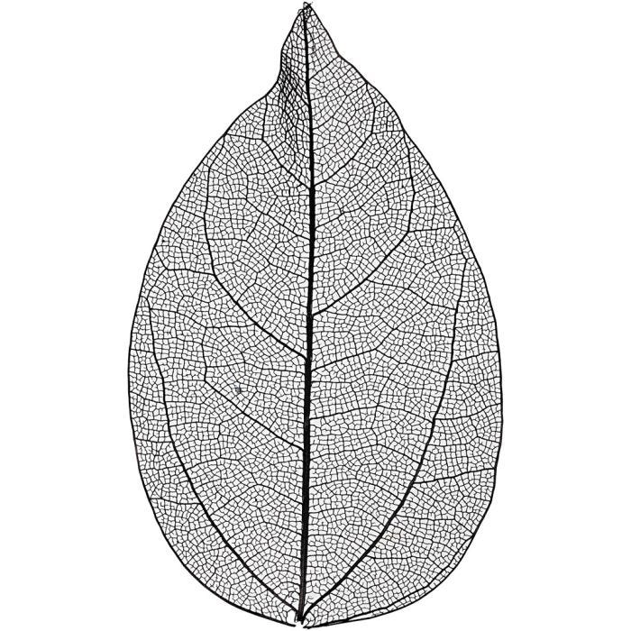 Skeleton leaves , L: 6-8 cm, zwart, 20 stuk/ 1 doos