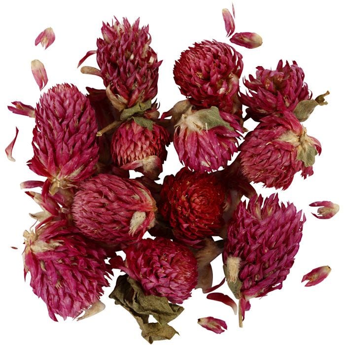 Gedroogde Bloemen, Rode klaver, L: 1,5-2,5 cm, d 1 - 1,5 cm, 15 gr, paars, 1 doos