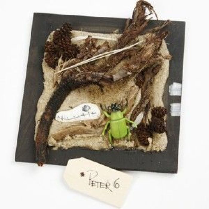 Collage bos en strand