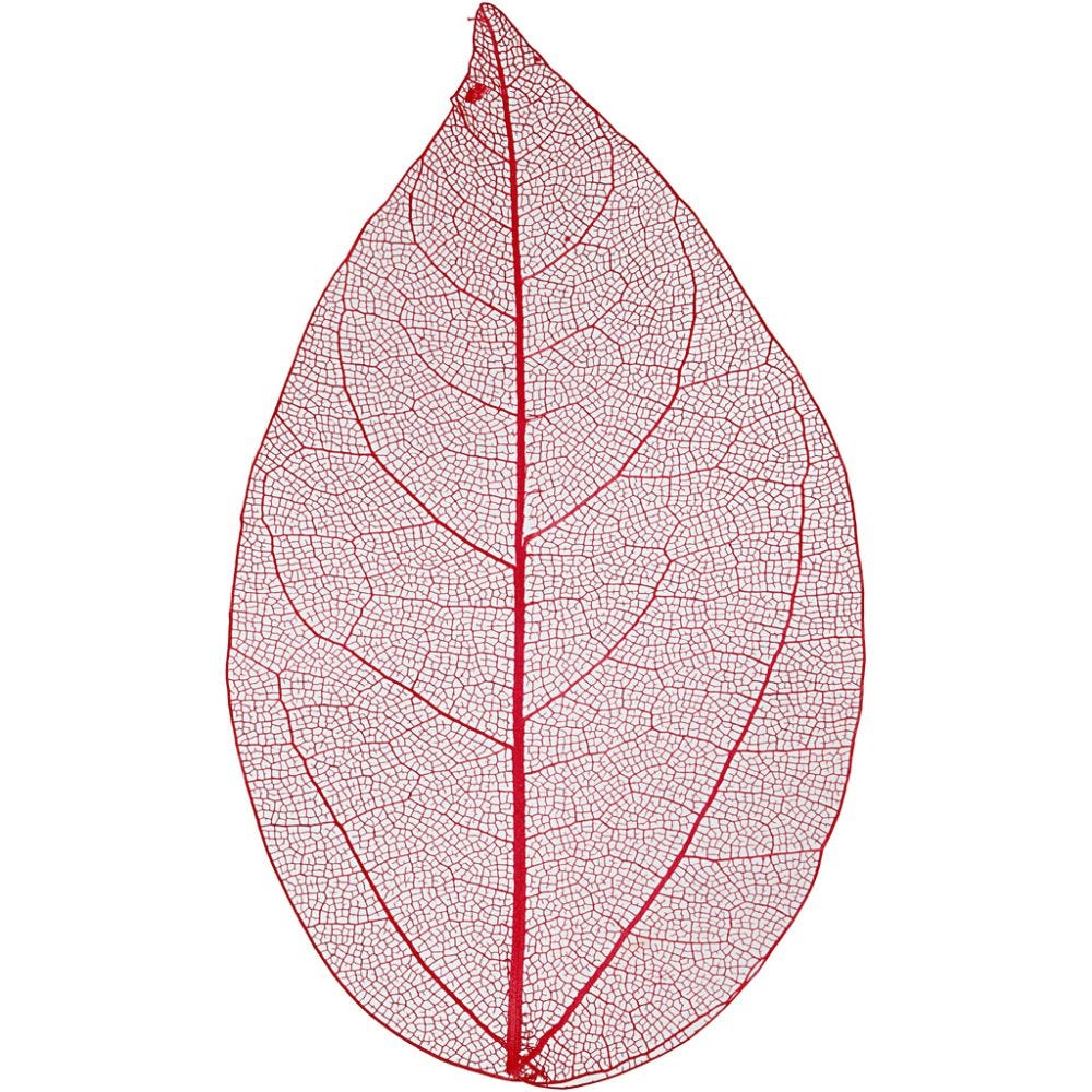 Skeleton leaves , L: 6-8 cm, rood, 20 stuk/ 1 doos