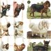2 vel/ 1 doos, honden, vel 16,5x23,5 cm