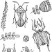 1 vel, insecten, vel 11x15,5 cm