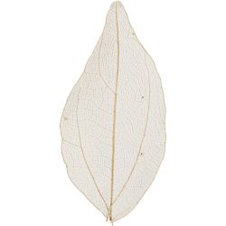 Skeleton leaves 