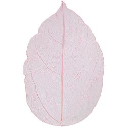 Skeleton leaves 
