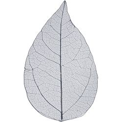 Skeleton leaves 